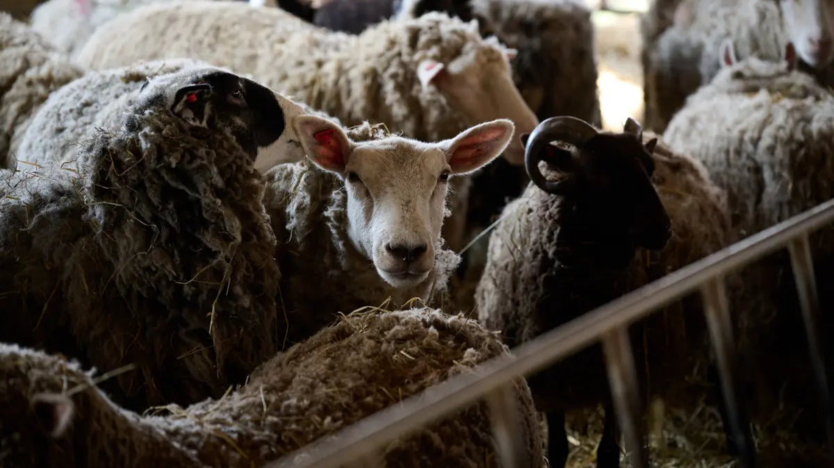 ジャパンウール靴下 完全ガイド|サイズ・糸セット・編み方動画