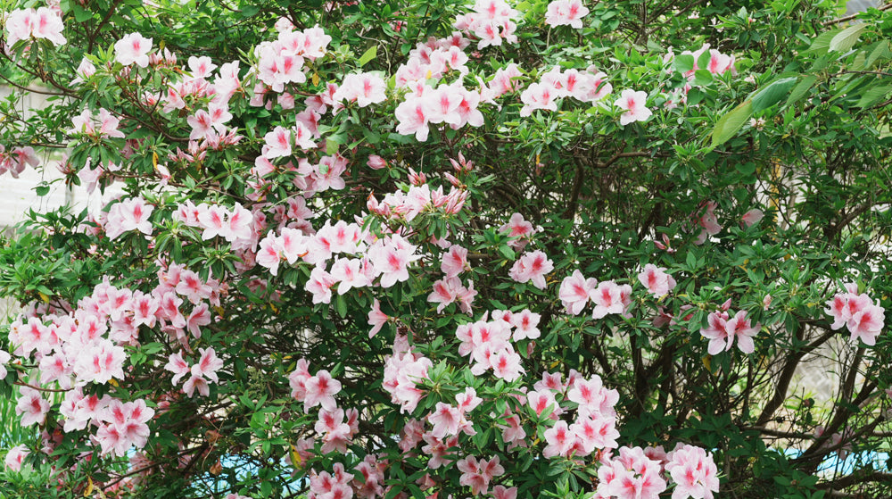 【GW特別企画】8％OFF クーポン配布のお知らせ