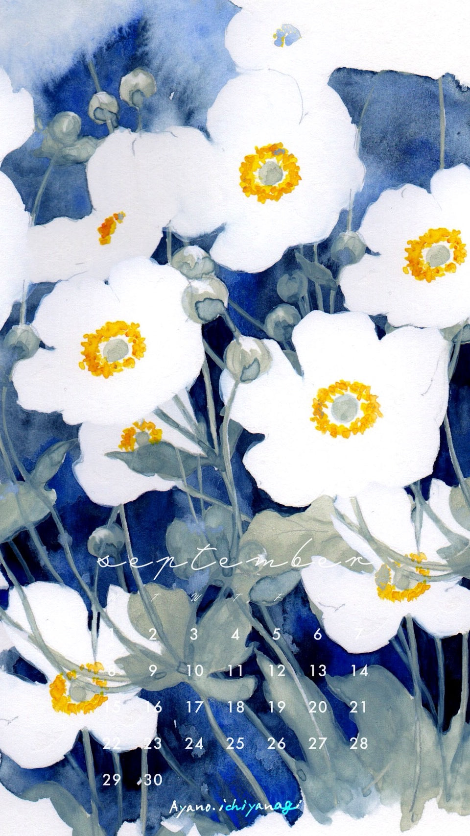 [ 2025年9月/スマホ壁紙：シュウメイギク ] 絵描き：一柳綾乃さん から届きました。