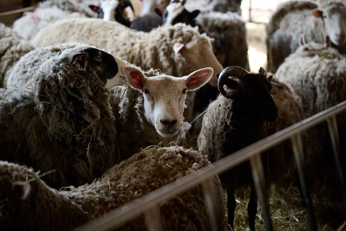 ジャパンウール靴下　完全ガイド｜サイズ・糸セット・編み方動画